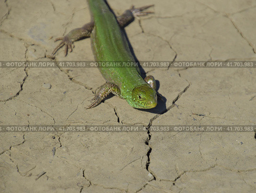 An ordinary quick green lizard. Lizard on dry ground. Sand lizard, lacertid lizard. Стоковое фото, фотограф Леонид Еремейчук / Фотобанк Лори