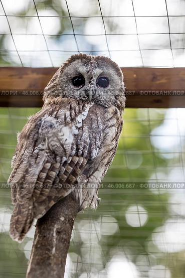 An owl, looking at the camera, sits in an enclosure at the zoo. Night bird of prey close-up. A wild animal. Close-up. A forest bird on a private eco-farm. Стоковое фото, фотограф Photojuli / Фотобанк Лори