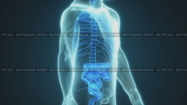 An xray imaging of a mans entire skeleton along with his internal organs is displayed. Стоковое AI-видео, аниматор Юрий Поздников / Фотобанк Лори
