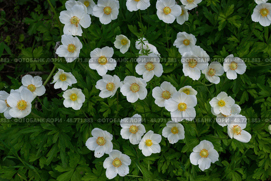 Анемона (Ветреница) канадская, Anemone canadensis, многолетнее травянистое растение с белыми цветками. Стоковое фото, фотограф Андрей Цыганков / Фотобанк Лори