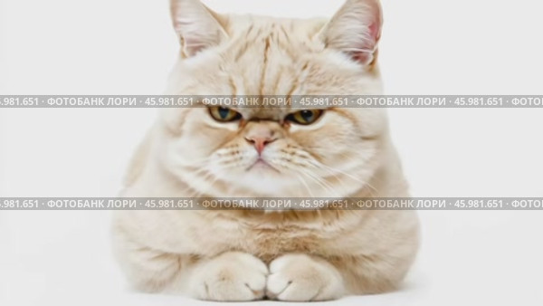 Angry cat isolated on white. Gray tabby British shorthair cat portrait looking serious. Grumpy kitten seated. Striped furious cat with a unhappy dissatisfied face. Feline giving you a disdainful look. Стоковое AI-видео, аниматор Марина Демидюк / Фотобанк Лори