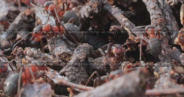 Ant close-up in the wild. Стоковое видео, видеограф Андрей Армягов / Фотобанк Лори