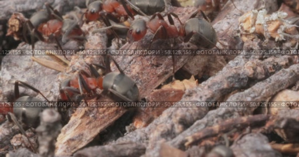 Ant close-up in the wild. Стоковое видео, видеограф Андрей Армягов / Фотобанк Лори