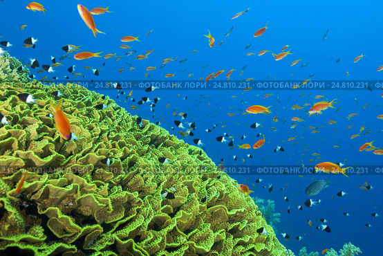 Антиасы лирохвостые (Pseudanthias squamipinnis) и  Хромисы двухцветные(Chromis dimidiata) в Красном море. Стоковое фото, фотограф Некрасов Андрей / Фотобанк Лори