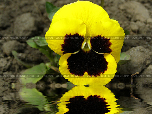 Анютины глазки. Viola wittrockiana. Стоковое фото, фотограф Юрий Борисенко / Фотобанк Лори