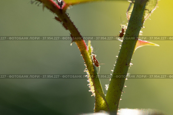 aphid on a rose, a parasite. Стоковое фото, фотограф Типляшина Евгения / Фотобанк Лори