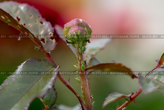 aphid on a rose, a parasite on a young shoot of a rose. Стоковое фото, фотограф Ольга Сейфутдинова / Фотобанк Лори