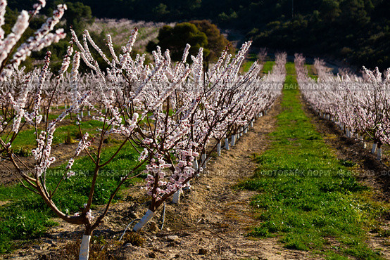 Apricot tree flowers on sky background. Стоковое фото, фотограф Яков Филимонов / Фотобанк Лори