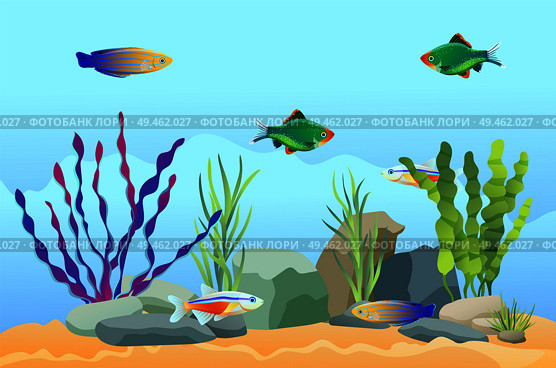 Aquarium underwater vector elements, sand and stones, seaweed and moss on blue background. Guppies, cardinal tetra and pecilia aquarium illustration. Aquarium Fish Swimming Among Stones and Seaweed. Стоковая иллюстрация, агентство Ingram Publishing / Фотобанк Лори