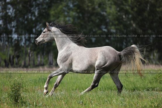 Arabian Horse runs gallop in green summer trees background. Арабская лошадь скачет галопом на фоне зеленых деревьев летом. Стоковое фото, фотограф Михаил Кондрашов / Фотобанк Лори