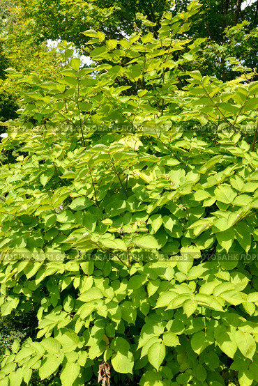 Аралия сердцевидная (Aralia cordata Thunb.). Крона растения. Стоковое фото, фотограф Ирина Борсученко / Фотобанк Лори