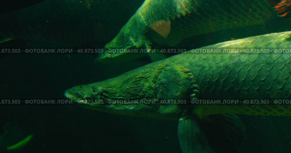 Arapaima gigas or pirarucu fish swimming in pond. It carnivore native to the basin of the Amazon Riv. Стоковое видео, видеограф Ольга Сухарева / Фотобанк Лори