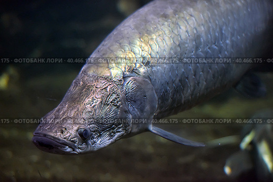 Arapaima (Sudis gigas), also known as the pirarucu. Wildlife animal. Стоковое фото, фотограф Анна Кривицкая / Фотобанк Лори
