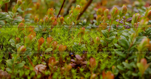 Arctic Tundra lichen moss close-up. Found primarily in areas of Arctic Tundra, alpine tundra, it is extremely cold-hardy. Cladonia rangiferina, also known as reindeer cup lichen. Стоковое фото, фотограф Андрей Армягов / Фотобанк Лори