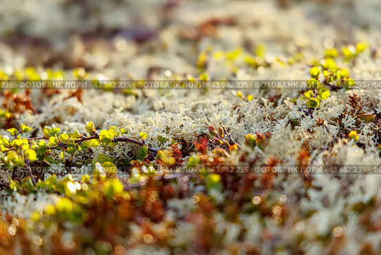 Arctic Tundra lichen moss close-up. Found primarily in areas of Arctic Tundra, alpine tundra, it is extremely cold-hardy. Cladonia rangiferina, also known as reindeer cup lichen. Стоковое фото, фотограф Андрей Армягов / Фотобанк Лори