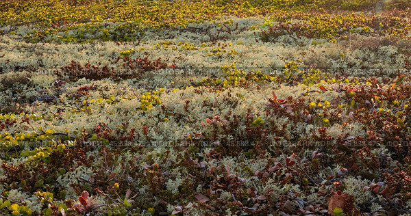 Arctic Tundra lichen moss close-up. Found primarily in areas of Arctic Tundra, alpine tundra, it is extremely cold-hardy. Cladonia rangiferina, also known as reindeer cup lichen. Стоковое фото, фотограф Андрей Армягов / Фотобанк Лори