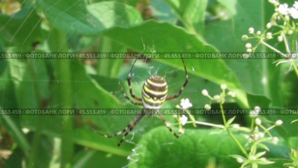 Аргиопа Брюнниха или паук-оса Argiope bruennichi. Стоковое видео, видеограф Александр Мамонтов / Фотобанк Лори