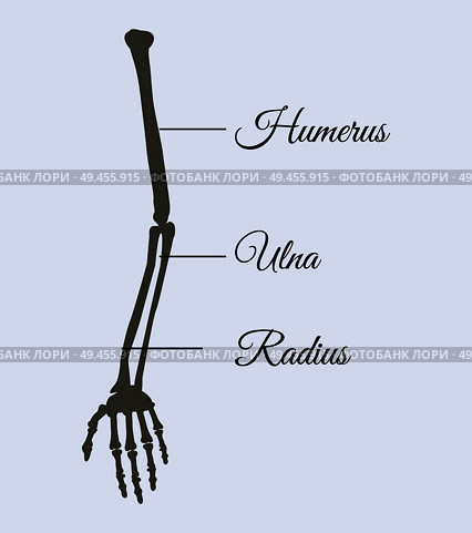 Arm parts poster with explanation in beautiful font, human body piece made of bones, humerus and ulna radius vector illustration isolated on blue. Arm Parts Poster Explanation Vector Illustration. Стоковая иллюстрация, агентство Ingram Publishing / Фотобанк Лори