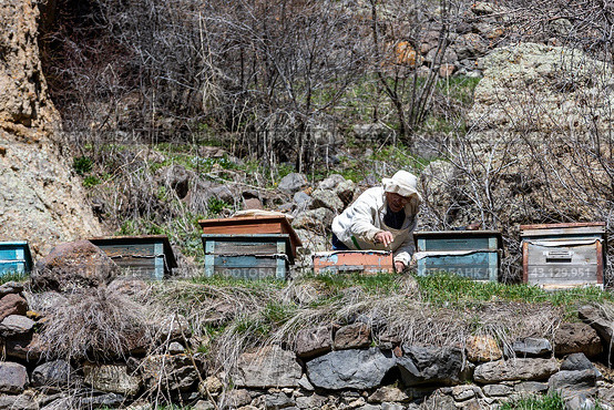 Армения. Ереван. Пасечник собирает мед в ульях. Armenia. Yerevan. The beekeeper collects honey in the hives. (2024 год). Стоковое фото, фотограф Алексей Смышляев / Фотобанк Лори