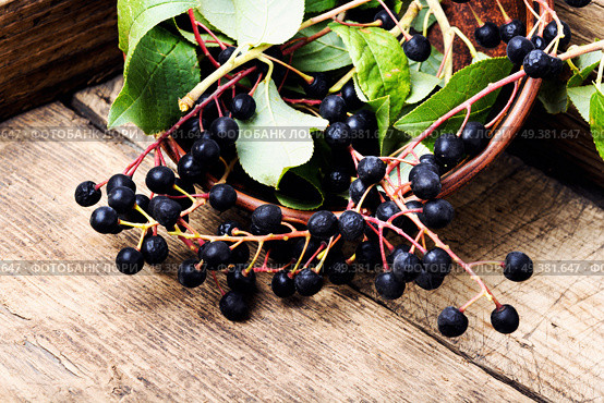 Aronia melanocarpa or black chokeberry with leaves.Herbalist. Chokeberry with leaf. Стоковое фото, агентство Ingram Publishing / Фотобанк Лори