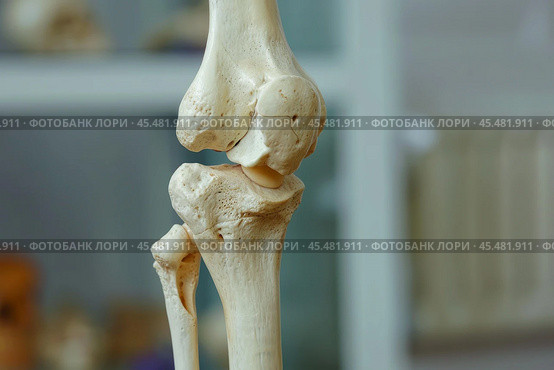 Artificial human knee joint showing femur, tibia, fibula, and patella bones. Стоковое AI-изображение, AI-художник Иван Рябоконь / Фотобанк Лори