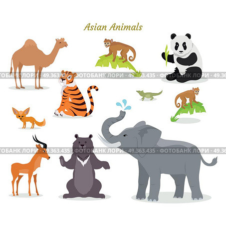 Asian Animals Fauna Species. Camel, Panda, Tiger,. Asian animals fauna species. Cute asian animals flat vector. Northern predators. Nature concept for children s book. Camel, panda, tiger, chameleon, monkey, deer, grizzly bear elephant. Стоковая иллюстрация, агентство Ingram Publishing / Фотобанк Лори