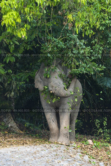 Asian elephant in Khao Yai National Park. Thailand. Стоковое фото, агентство Ingram Publishing / Фотобанк Лори