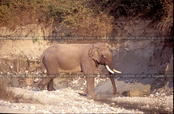 Asian elephant tusker with radio collar. Стоковое фото, агентство Ingram Publishing / Фотобанк Лори