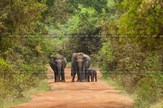 Asian or Asiatic elephants (Elephas maximus) family cross the road in Yala National Park, Sri Lanka. Стоковое фото, агентство BE&W Photo / Фотобанк Лори