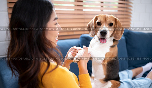 Asian young woman with beagle dog with dog training activities to obey commands in the living room of the house. Стоковое фото, агентство Ingram Publishing / Фотобанк Лори