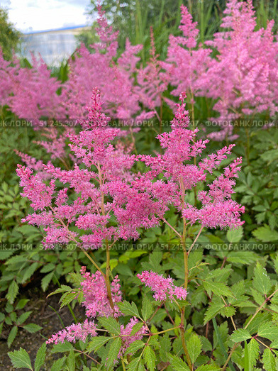 Астильба (Astilbe) Стоковое фото, фотограф Мария Кылосова / Фотобанк Лори