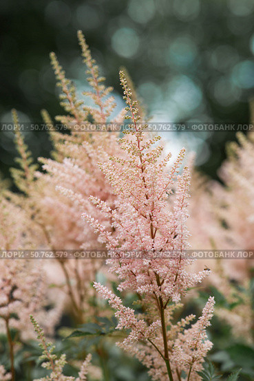 Astilba, or Astilbe (Latin. Astilbe) is a plant of the Saxifragaceae family. Pink flower background. A beautiful, healthy astilbe, blooming in pink tones. Стоковое фото, фотограф Photojuli / Фотобанк Лори