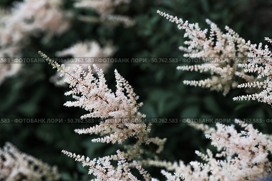 Astilba, or Astilbe (Latin. Astilbe) is a plant of the Saxifragaceae family. Pink flower background. A beautiful, healthy astilbe, blooming in pink tones. Стоковое фото, фотограф Photojuli / Фотобанк Лори