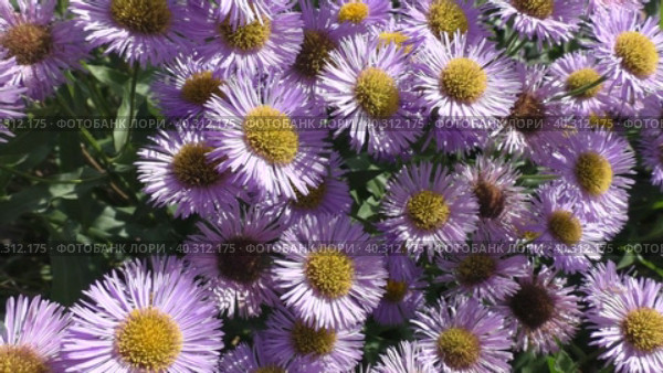 Астра альпийская, или Астра ложная (Aster alpinus) — вид двудольных растений рода Астры. Таксономическое название впервые было опубликовано шведским систематиком Карлом Линнеем в 1753 году. Стоковое видео, видеограф Сергей Елизарьев / Фотобанк Лори
