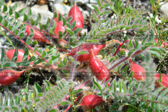 Астрагал пузырчатый, или Астрагал вздутый (лат. Astragalus physodes) Стоковое фото, фотограф Игорь Архипов / Фотобанк Лори