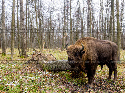 Aurochs, big animal in the forest. The European bison (Bison bonasus), also known as wisent or the European wood bison, Russia. Стоковое фото, фотограф VittoriaChe / Фотобанк Лори