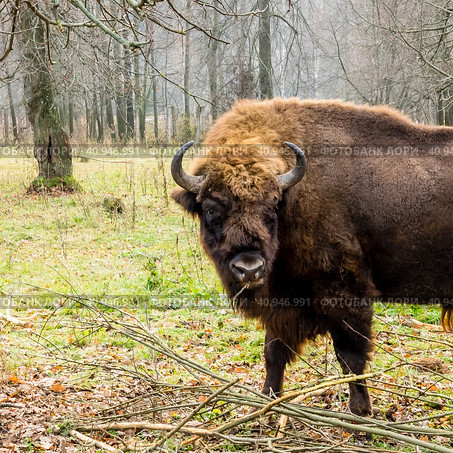 Aurochs in the forest. The European bison (Bison bonasus), also known as wisent or the European wood bison, Russia. Стоковое фото, фотограф VittoriaChe / Фотобанк Лори