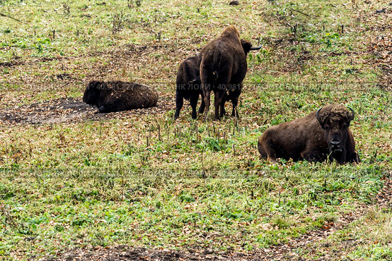 Aurochs in the forest. The European bison (Bison bonasus), also known as wisent or the European wood bison, Russia. Стоковое фото, фотограф VittoriaChe / Фотобанк Лори