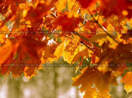 autumn abstract background of bright yellow and red leaves. Стоковое фото, фотограф Natalia Gdovskaia / Фотобанк Лори