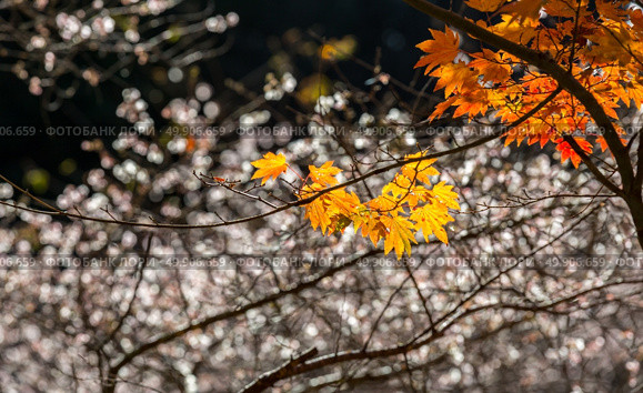 autumn background Red leave with sakura in Obara Nagoya Japan. Стоковое фото, агентство Ingram Publishing / Фотобанк Лори