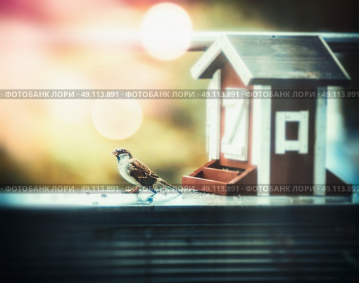 Autumn bird feeders in the form of house and sparrow at balcony, sunlight, bokeh, outdoor nature. Стоковое фото, агентство Ingram Publishing / Фотобанк Лори
