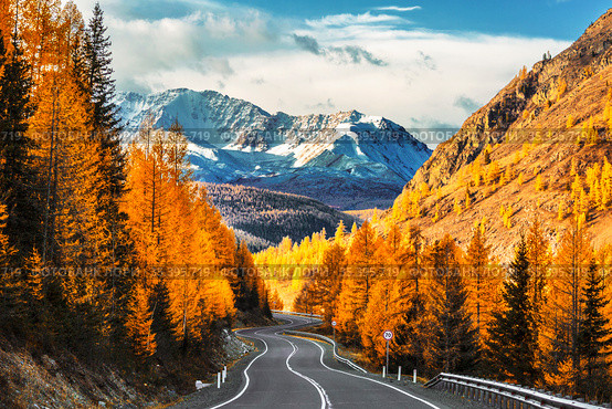 Autumn landscape. View of the Chui tract, autumn taiga, north Chuysky ridge, snow-capped mountain peaks. Altai Republic, Russia. Стоковое фото, фотограф Наталья Волкова / Фотобанк Лори