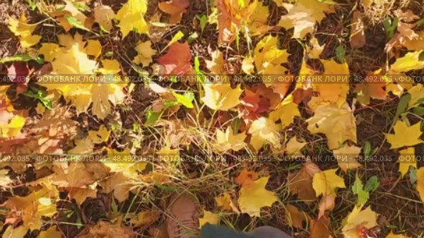 autumn leaves on the ground, a man walks through the leaves, autumn background. Стоковое видео, видеограф Есич Елена / Фотобанк Лори