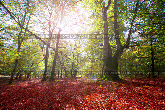 Autumn Selva de Irati fall beech jungle in Navarra Pyrenees of Spain. Стоковое фото, фотограф Tono Balaguer / Ingram Publishing / Фотобанк Лори