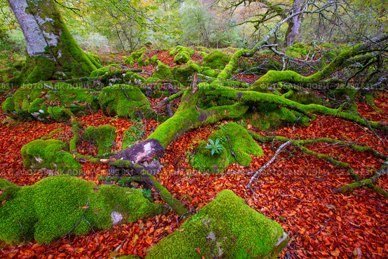 Autumn Selva de Irati fall beech jungle in Navarra Pyrenees of Spain. Стоковое фото, фотограф Tono Balaguer / Ingram Publishing / Фотобанк Лори