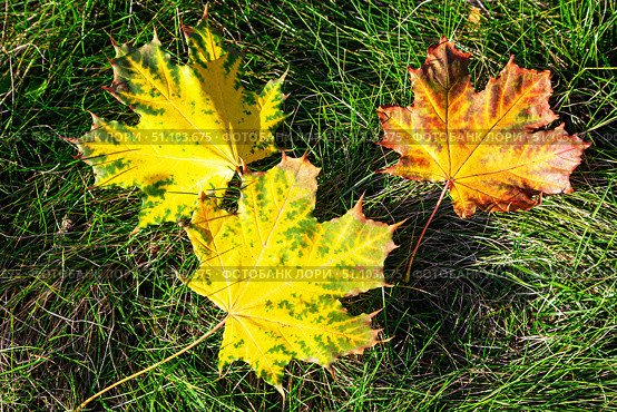 Autumn. Three bright fallen maple leaves lie on the green grass. Natural autumn background. Стоковое фото, фотограф Лариса Гордеева / Фотобанк Лори