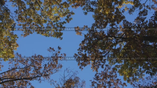 Autumn Trees Sky, treetops colorful foliage against blue sky during autumn season, seen from below upward. Стоковое видео, видеограф svetograph / Фотобанк Лори