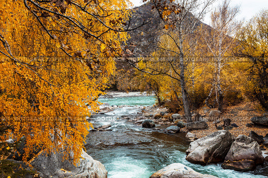 Autumn view of the Bolshoy Ilgumen river at its confluence with river the Katun. Altai Republic, Russia. Стоковое фото, фотограф Наталья Волкова / Фотобанк Лори