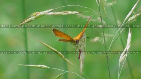 Бабочка Червонец огненный или Многоглазка огненная Lycaena virgaureae. Стоковое видео, видеограф Александр Мамонтов / Фотобанк Лори