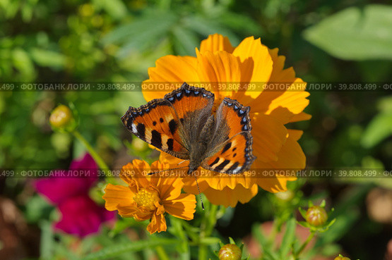Бабочка крапивница (лат. Aglais urticae) на цветке космеи серно-желтой (лат. Cosmos sulphureus) Стоковое фото, фотограф Елена Коромыслова / Фотобанк Лори
